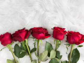 5 rosas vermelhas expostas emcima de uma cama